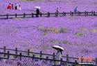 绝美“紫色花海”！四川松潘薰衣草进入最佳观赏期