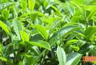 【深耕百千万 和美新乡村】揭西：“雾云大洋”红茶斩获茶界桂冠 品牌驱动茶业提质升级