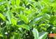 【深耕百千万 和美新乡村】揭西：“雾云大洋”红茶斩获茶界桂冠 品牌驱动茶业提质升级