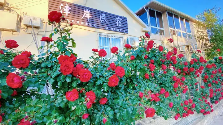 长岛民宿哪家老板实在?津岸民宿15年零套路,游客直呼宝藏