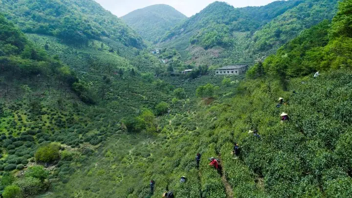 7月浙江诸暨龙门顶启幕 东白山石笕茶核心产区将推出茶旅体验活动