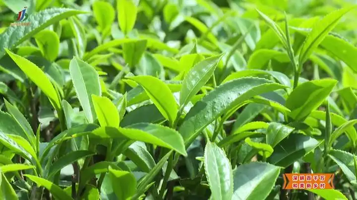 【深耕百千万 和美新乡村】揭西:“雾云大洋”红茶斩获茶界桂冠 品牌驱动茶业提质升级