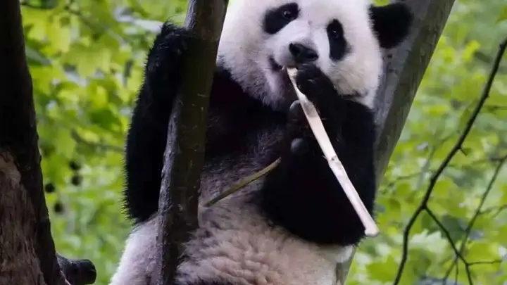 暑期遇“滚滚”，在都江堰赴一场熊猫之约