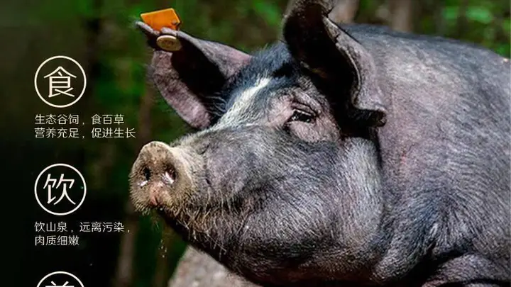 解锁“梅肉”之谜:从餐桌美味到童年记忆的全方位指南