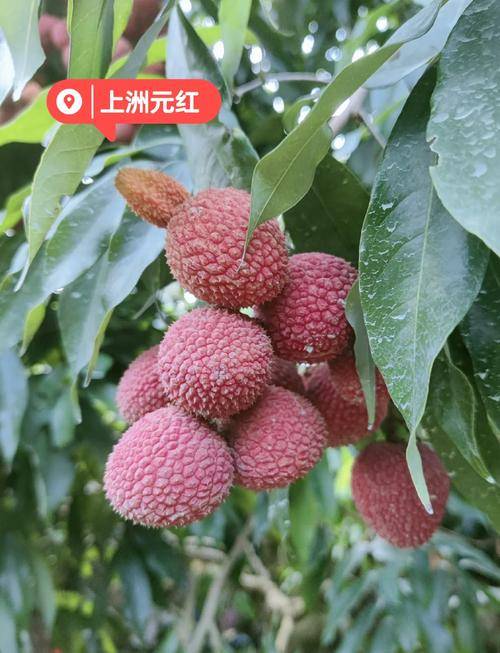 浅尝元红荔香，静品岁月清欢