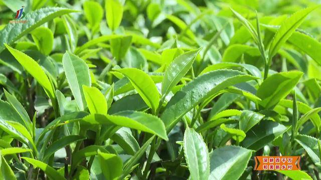 【深耕百千万 和美新乡村】揭西：“雾云大洋”红茶斩获茶界桂冠 品牌驱动茶业提质升级