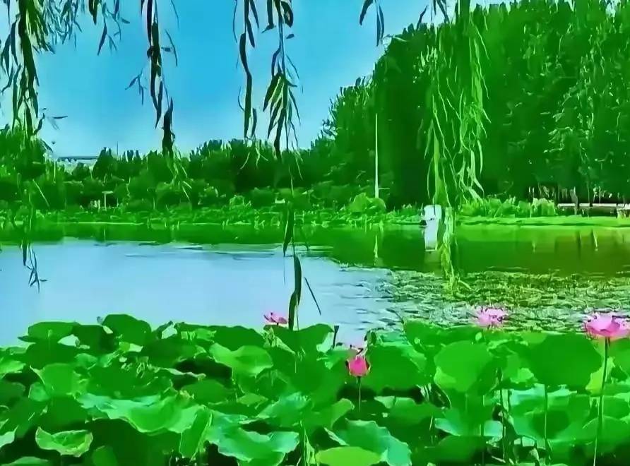 芹心寄语（K105）