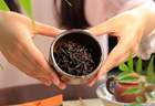 曦瓜大红袍:岩茶也分清香型和浓香型?分析岩茶的品种与香型