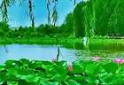 芹心寄语(K105)