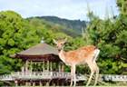 以后去奈良除了喂鹿，还能花体验“监狱里住一晚”了呢