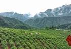 湖南张家界：一叶莓茶带富一方人