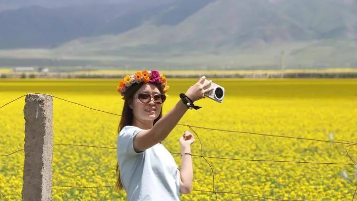 青海门源数十万亩油菜花次第盛放：壮阔金色花海