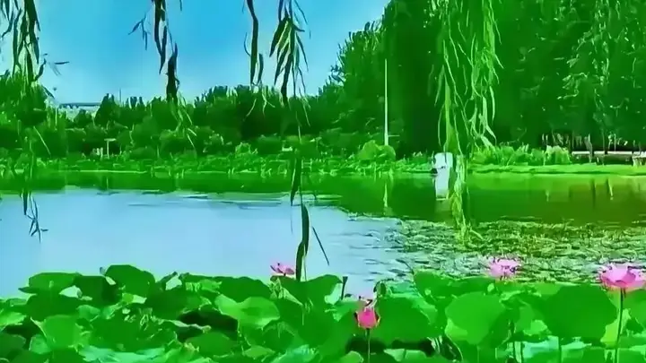 芹心寄语（K105）