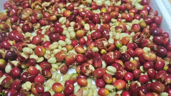 精品咖啡豆产地大揭秘,这些产区口碑为何这么高?
