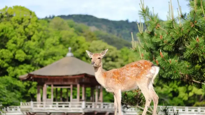 以后去奈良除了喂鹿，还能花体验“监狱里住一晚”了呢