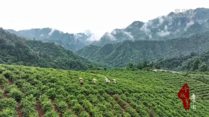 湖南张家界:一叶莓茶带富一方人