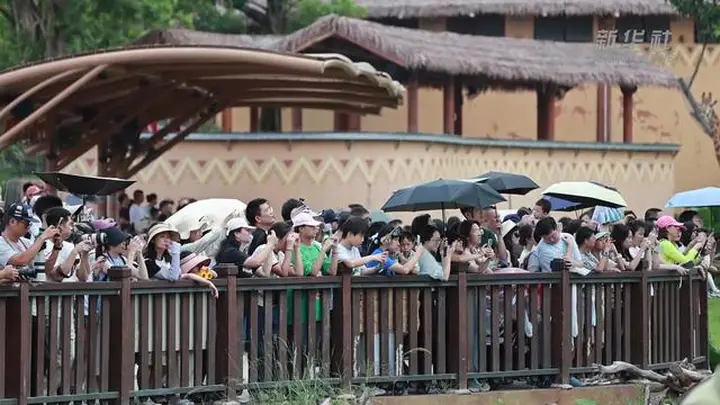 广东清远长隆度假区暑期新体验：生态修复与动物沉浸式项目引爆文旅市场