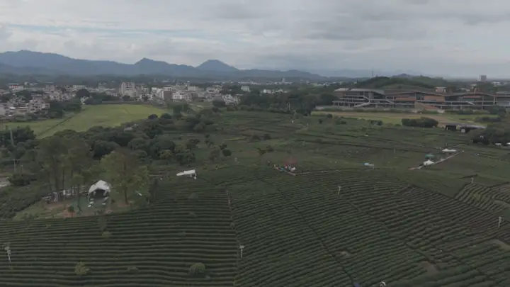 7月23日 我院“笃志向善”突击队启幕柏塘万亩茶园探访活动