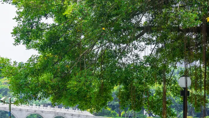 周末不妨走出家门,到江门这些公园去“吸氧”,感受生活的诗意!