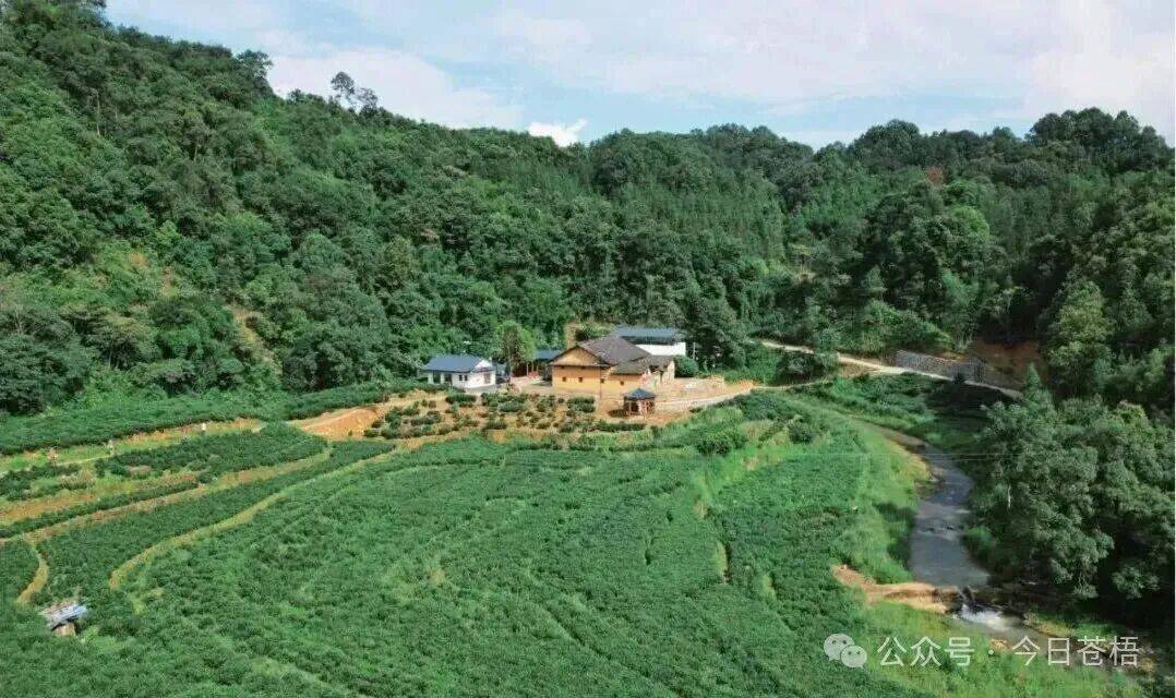 【读懂六堡茶】穿越千年的“活态基因库”：寻找六堡茶“红浓陈醇”的源头密码
