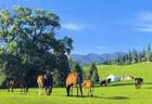 在伊犁河谷的晨光里，遇见一场不愿醒来的夏日长梦