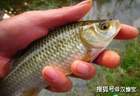 「汉慷宝」鲫鱼虽好，却不是所有人都可以吃