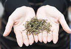 大红袍茶叶的健康益处有哪些？