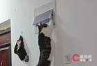 小猫被吵醒后拉下电闸报复主人！主人：视频属实，我换灯时学会了