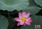 浙江绍兴：莲花盛放美如画 游人泛舟赏景
