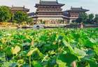洛阳夏日赏荷地图上线！