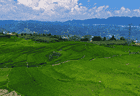 大方县小屯乡：千亩梯田，还你夏日清凉