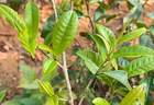 10月X日普洱茶马古道文化探索活动启幕 古茶乡非遗与茶膳体验等你来
