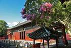 古寺遇花事 四川平武报恩寺百年紫薇盛放