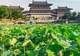 洛阳夏日赏荷地图上线!