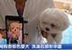 男子花1400元网购香槟色小狗洗澡后变纯白,当事人:商家特意叮嘱“七天不洗澡”,发现问题后商家已失联跑路