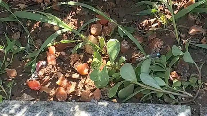 事发星海广场!游客抛投食物喂海鸥,残渣污染绿化带