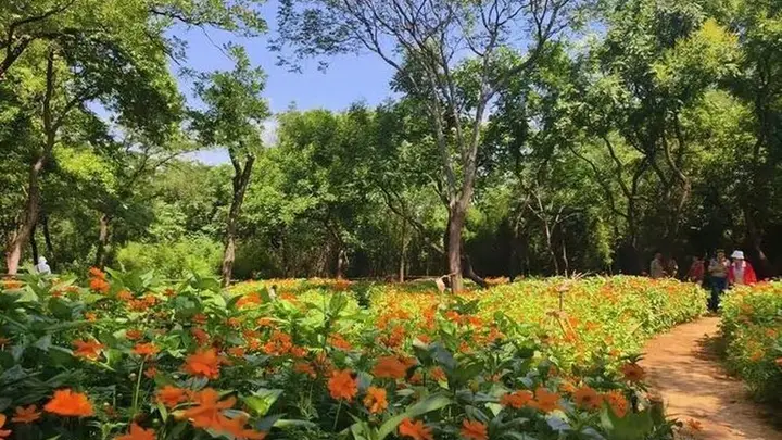 济南千佛山景区：双园花海 向阳而开