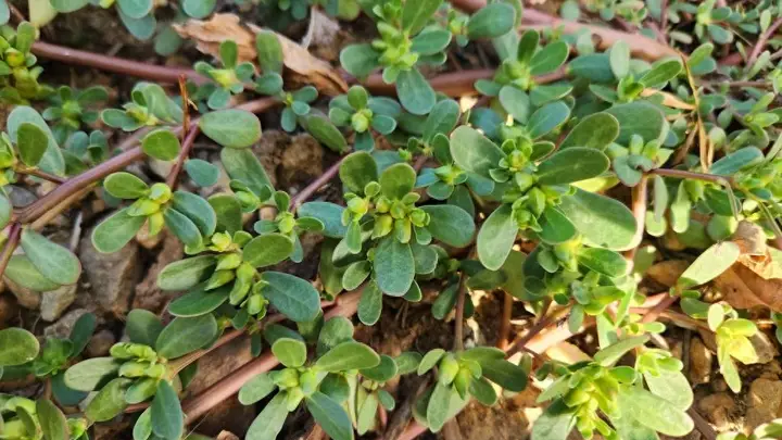 夏天总觉得又困又黏?这盘凉拌菜,清热除湿正当时