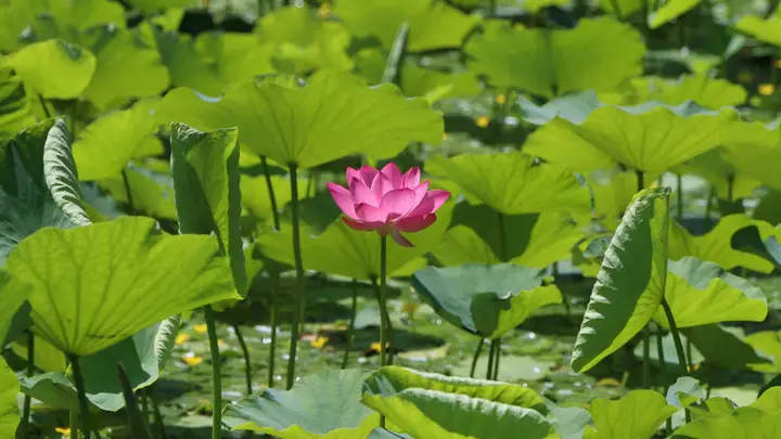 夏荷盛放！玉渊潭公园限定美景上线——