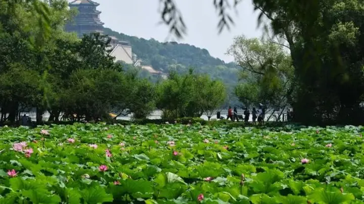 看北京|颐和园荷花文化节启幕,近25万平方米荷花静候游人