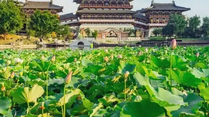 洛阳夏日赏荷地图上线!