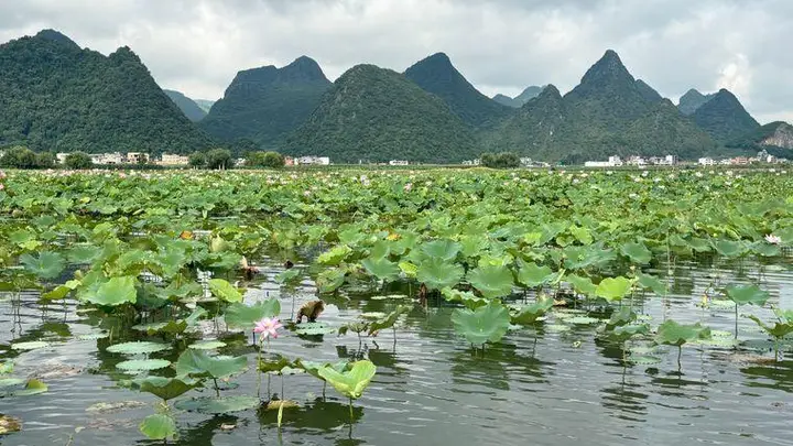 从“旅游打卡”到“安心扎根” 普者黑凭生态底色与产业升级让旅居客“住上瘾”