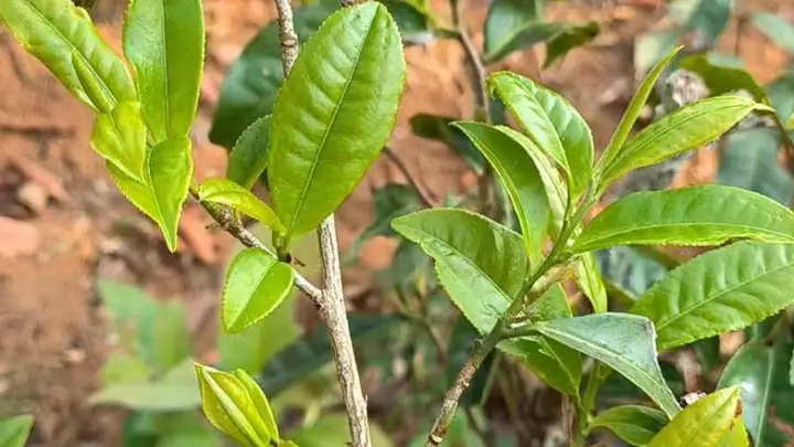10月X日普洱茶马古道文化探索活动启幕 古茶乡非遗与茶膳体验等你来