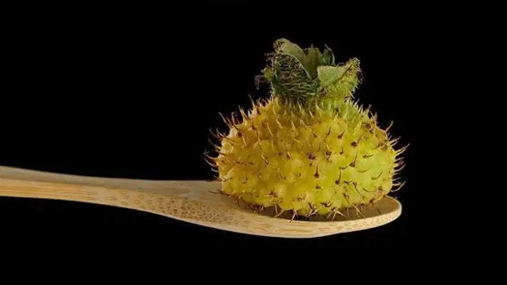刺梨!它是水果界的维C天花板,云贵高原宝藏水果营养解析