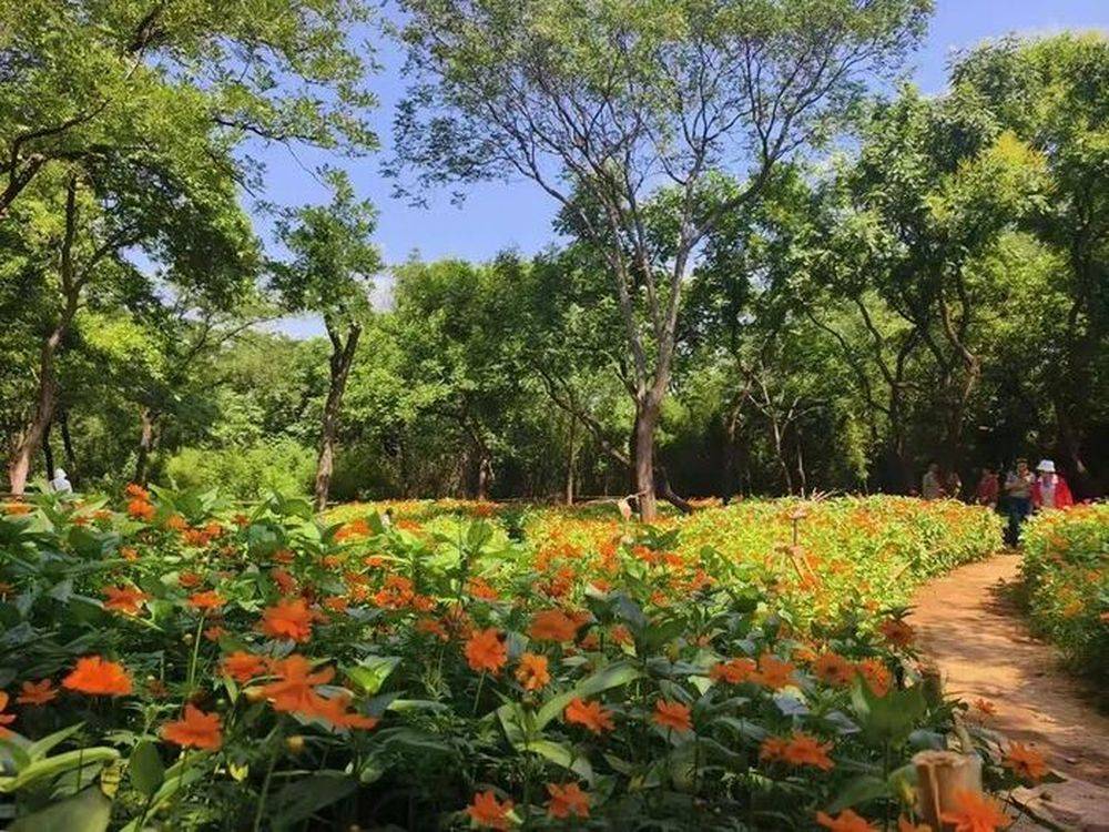 济南千佛山景区：双园花海 向阳而开