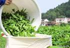 理想华莱夏采开摘 解锁黑茶夏韵密码