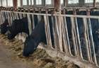 5月15日齐齐哈尔烤肉体验营启幕 揭秘嫩香牛肉背后的排酸工艺