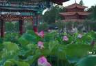 绝了昆明(110)|夏日顶流荷景,在大观楼误入藕花深处