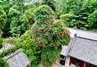 盛夏仙境花满古柏！崂山太清百年凌霄绚烂绽放