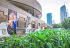 人民广场美洲大展门口的玉米地“又糯又甜” 幕后园丁找到了！